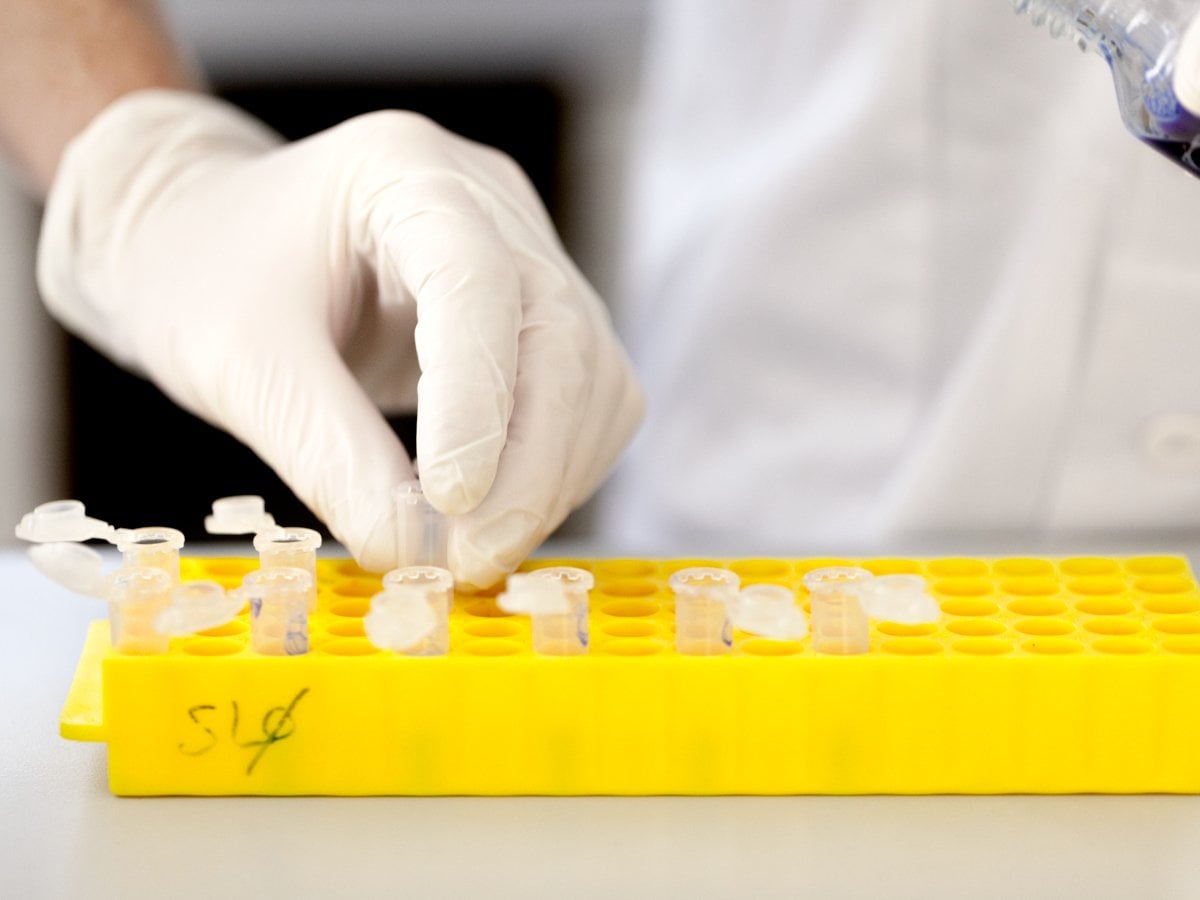 En person med vita engångshandskar hanterar små provrör placerade i en gul provhållare.